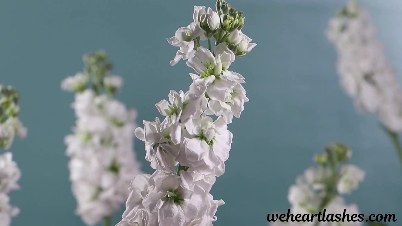 ракитовица